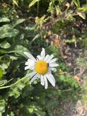 Leucanthemum