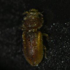 Tropicus pusillus