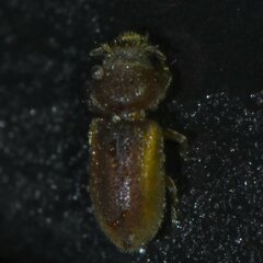 Tropicus pusillus