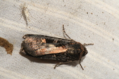 Actebia fennica