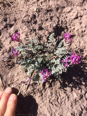 Astragalus amphioxys