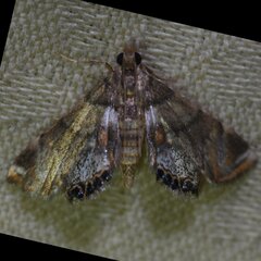 Neargyractis slossonalis