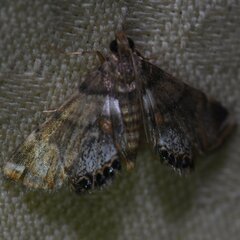 Neargyractis slossonalis