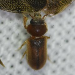 Tropicus pusillus