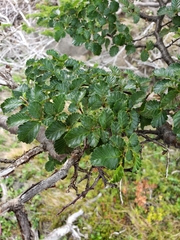 Nothofagus pumilio