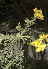 Vachellia farnesiana
