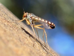 Dolichopodidae