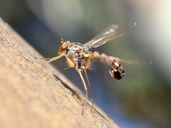 Dolichopodidae