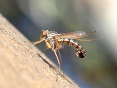 Dolichopodidae