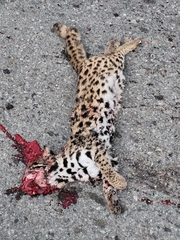 Prionailurus bengalensis