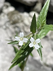 Epilobium pseudorubescens