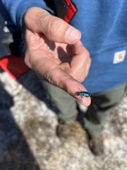Cicindela scutellaris