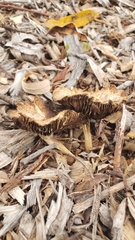 Agrocybe putaminum