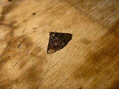 Metalectra praecisalis