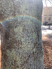 Flavopunctelia soredica