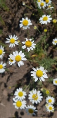 Anthemis arvensis