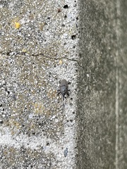 Sphenophorus inaequalis