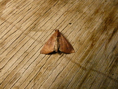 Anomis illita