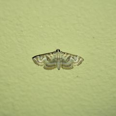 Neurophyseta