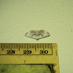 Neurophyseta