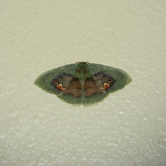 Pyrochlora rhanis