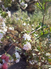 Moscharia pinnatifida