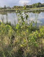 Myrtoideae