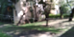 Eriovixia