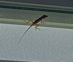 Anolis