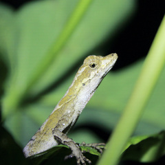 Anolis planiceps