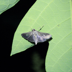 Microthyris prolongalis