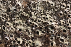 Amphibalanus amphitrite