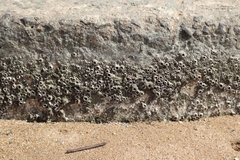 Amphibalanus amphitrite