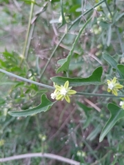 Araujia brachystephana