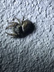 Phidippus arizonensis