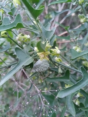 Araujia brachystephana