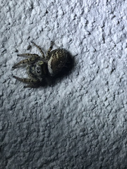 Phidippus arizonensis