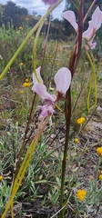 Diuris dendrobioides