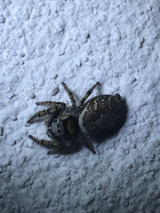 Phidippus arizonensis