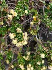 Baccharis magellanica