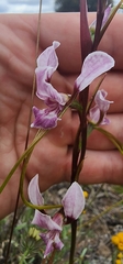 Diuris dendrobioides
