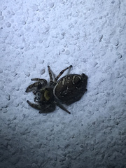 Phidippus arizonensis