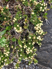 Baccharis magellanica