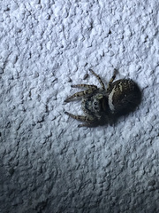 Phidippus arizonensis