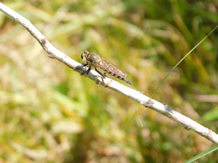 Promachus vertebratus