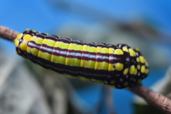 Papilionidae