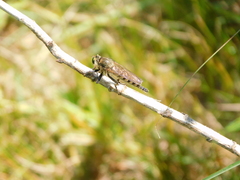 Promachus vertebratus