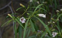 Eremophila bignoniiflora
