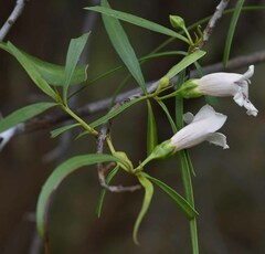 Eremophila bignoniiflora