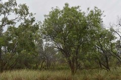 Eremophila bignoniiflora